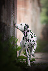 snuffling Dalmatian