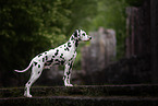 standing Dalmatian