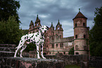 standing Dalmatian