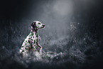 young Dalmatian
