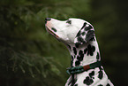 Dalmatian Portrait