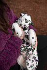 young Dalmatian