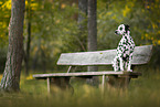 sitting Dalmatian