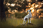 standing Dalmatian