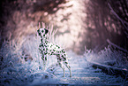 standing Dalmatian