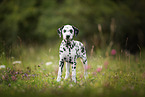 Dalmatian Puppy