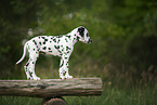 Dalmatian Puppy