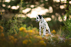 Dalmatian Puppy