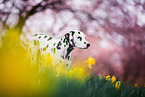 standing Dalmatian