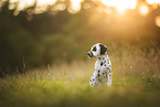 Dalmatian Puppy