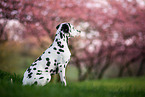 sitting Dalmatian