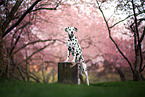 standing Dalmatian