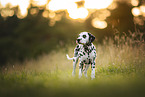 Dalmatian Puppy