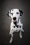 sitting Dalmatian