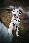 human and Dalmatian