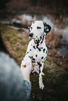 human and Dalmatian