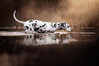 Dalmatian in autumn