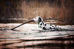 Dalmatian in autumn