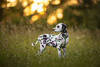 young Dalmatian