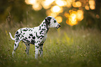 young Dalmatian