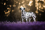 standing Dalmatian