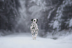 Dalmatian in snow