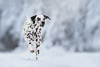 Dalmatian in snow