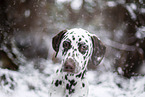 Dalmatian in the winter