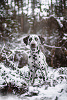 Dalmatian in the winter