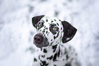 Dalmatian in the winter