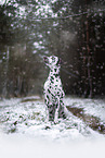 Dalmatian in the winter