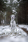 Dalmatian in the winter