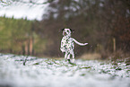 Dalmatian in the winter