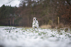 Dalmatian in the winter