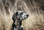 Dalmatian