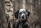 Dalmatian