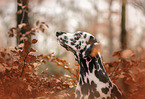 Dalmatian