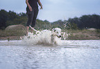 male Dalmatian