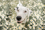 male Dalmatian