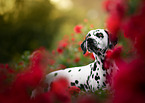 Dalmatian