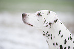 Dalmatian in snow