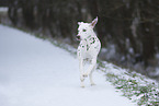 Dalmatian in snow