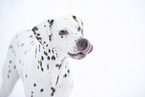 Dalmatian in snow