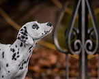 young Dalmatian