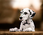 young Dalmatian