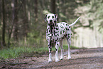 standing Dalmatian