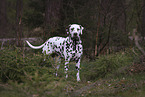 standing Dalmatian