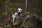 standing Dalmatian