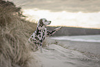 Dalmatian at the beach