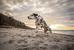 Dalmatian at the beach